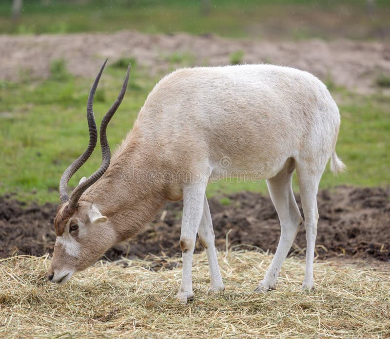 Vue de closeup d'un pâturage d'antilope addax photographie stock