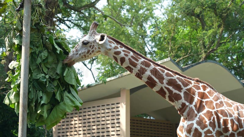 Vue de closeup d'une girafe camelopardalis mangeant des feuilles dans zoo negara malaysia banque de vidéos