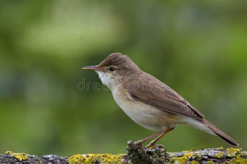 The common nightingale on a tree branch, closeup view. The common nightingale on a tree branch, closeup view