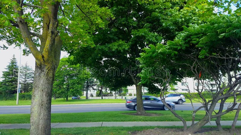 Vue de côté de circulation urbaine conduisant par les arbres verts luxuriants Paysage urbain avec des véhicules de voiture en été