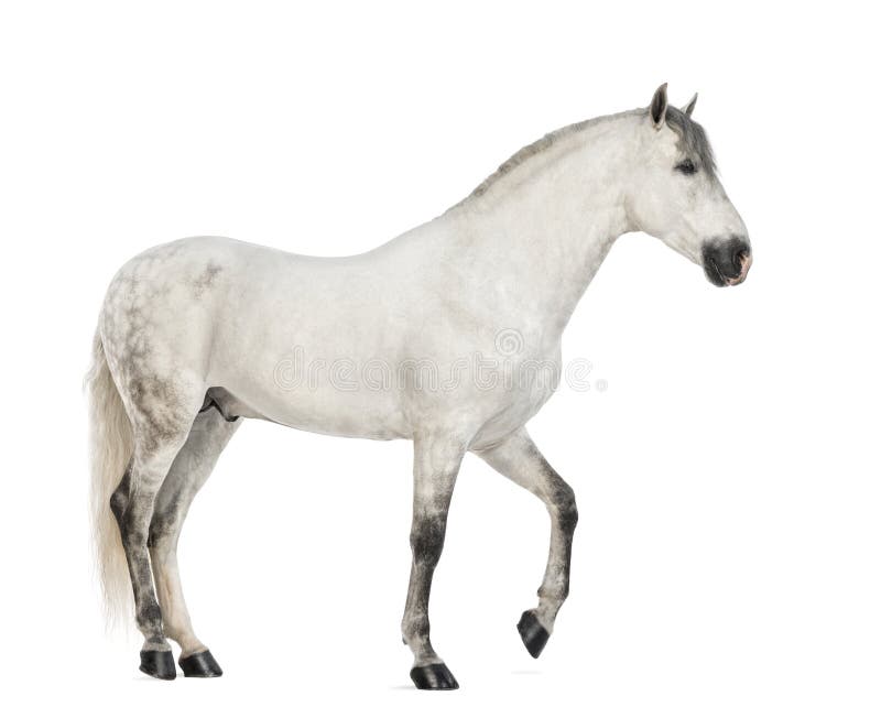 Side view of a Male Andalusian, 7 years old, also known as the Pure Spanish Horse or PRE against white background. Side view of a Male Andalusian, 7 years old, also known as the Pure Spanish Horse or PRE against white background