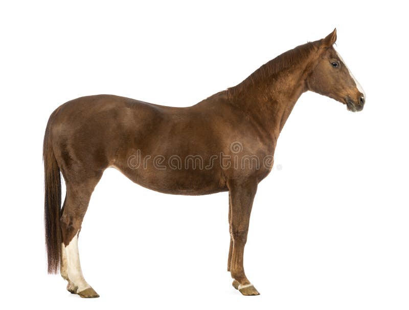 Vue de côté d'un cheval photo libre de droits