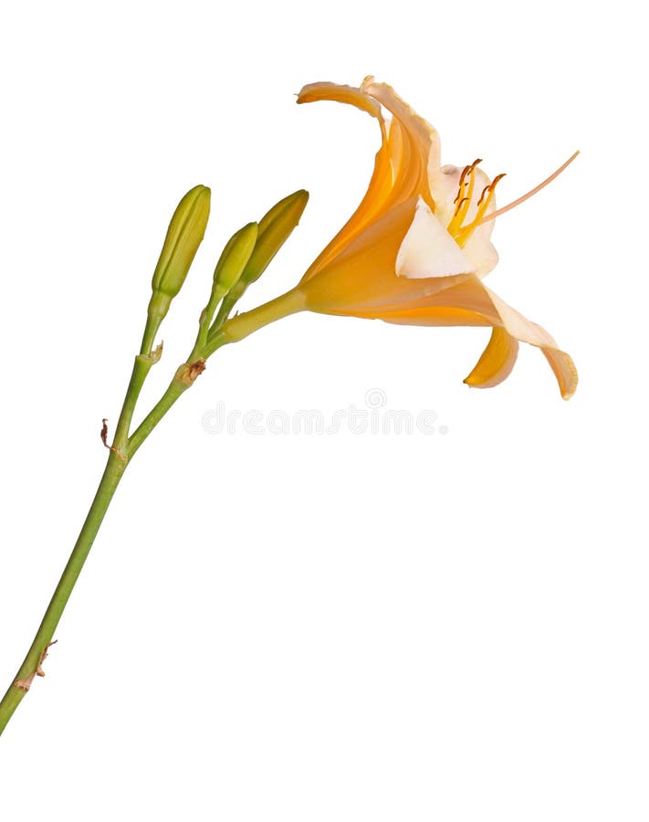 Vue de côté d'une tige simple avec un rose et d'hybride jaune de Hemerocallis de fleur de daylily plus les bourgeons non-ouverts photographie stock libre de droits Vue de côté d'une tige simple avec un rose et d'hybride jaune de Hemerocallis de fleur de daylily plus les bourgeons non-ouverts photographie stock libre de droits