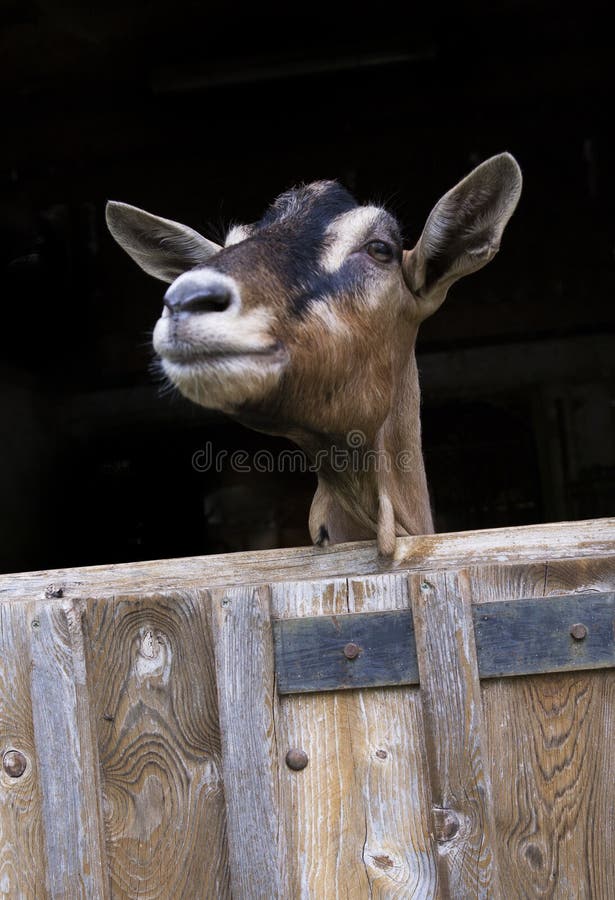 Whimsical image of a dairy goat looking out of its barn over a rustic gate. vertical with copy space. selective focus shot in natural light outside. Whimsical image of a dairy goat looking out of its barn over a rustic gate. vertical with copy space. selective focus shot in natural light outside