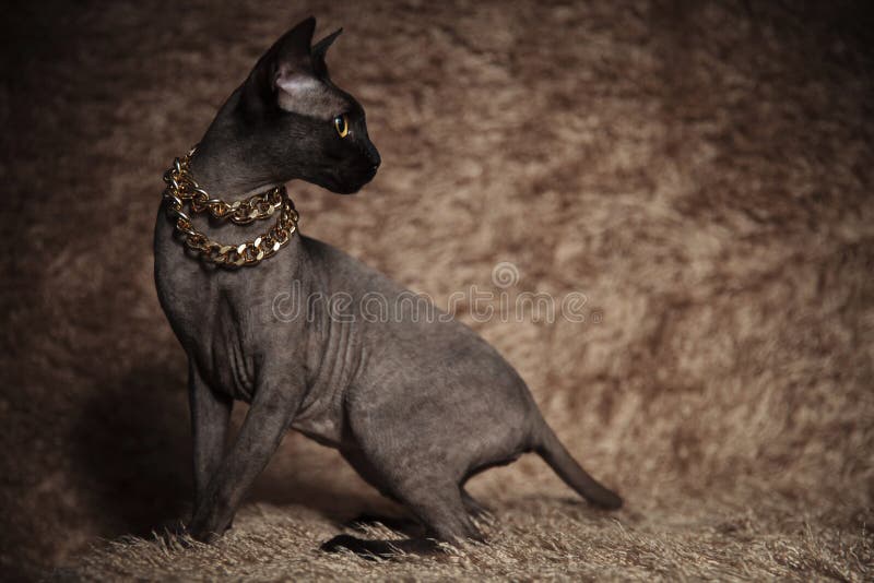 Vue de côté du chat mignon de metis regardant derrière la position de moment. Vue de côté de chat mignon de metis avec le collier d'or regardant derrière tout en se tenant sur le fond brun de fourrure