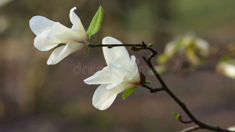 Vue de côté de fleurs blanches de magnolia banque de vidéos