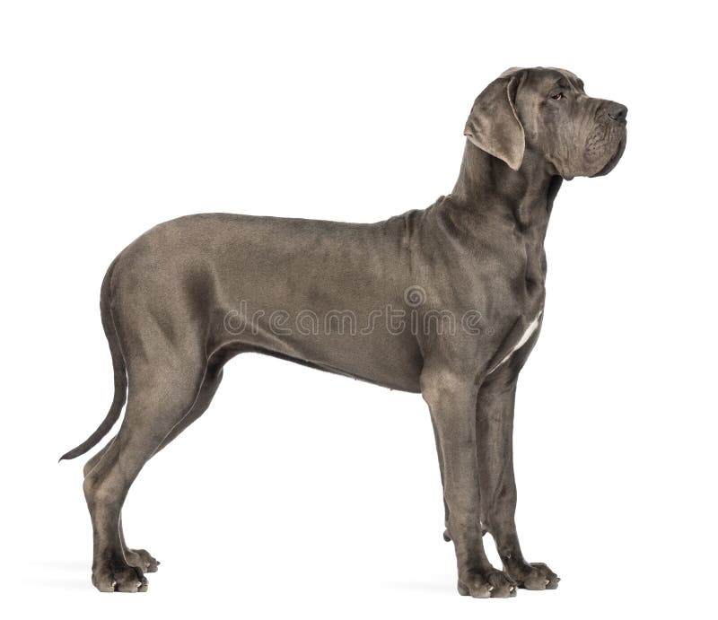 Vue de côté de great dane, 10 mois, devant le dos de blanc photographie stock