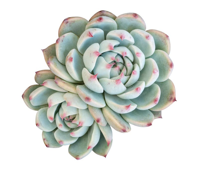 Vue de dessus de cactus de plantes tropicales succulente verte de fleurs isolée sur le fond blanc, chemin de coupe image stock