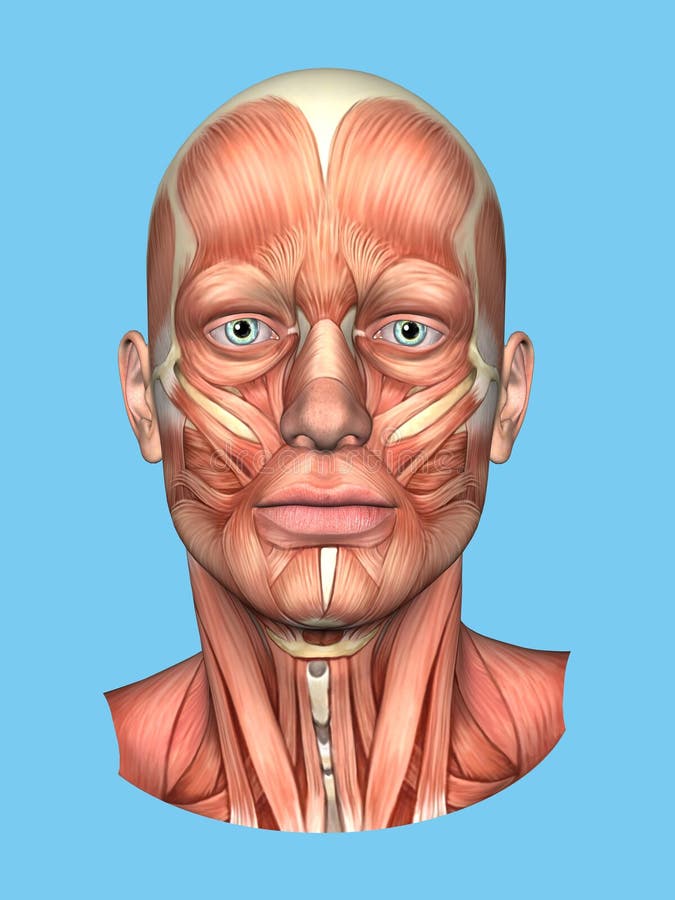 Vue De Face D'anatomie Des Muscles Importants De Visage D'un Homme