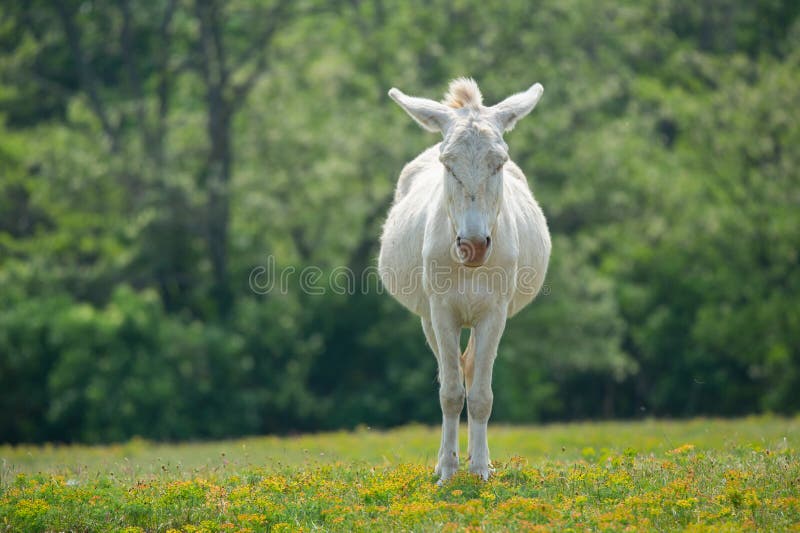 Vue de face d'un âne dozily blanc se tenant dans un pré fleuri photo libre de droits Vue de face d'un âne dozily blanc se tenant dans un pré fleuri photo libre de droits
