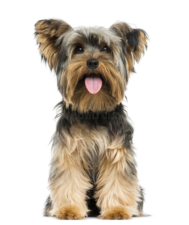 Vue de face d'un Yorkshire Terrier assis, haletant photos stock