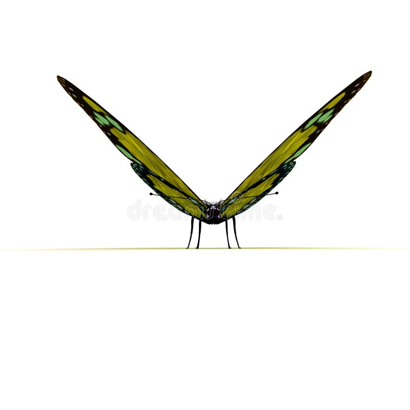 Vue de face de guindineau jaune illustration stock