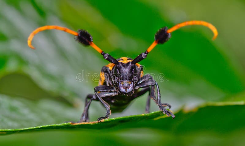 Vue de face du longhorn commun de touffe-incidence accrochant sur la feuille photos libres de droits Vue de face du longhorn commun de touffe-incidence accrochant sur la feuille photos libres de droits