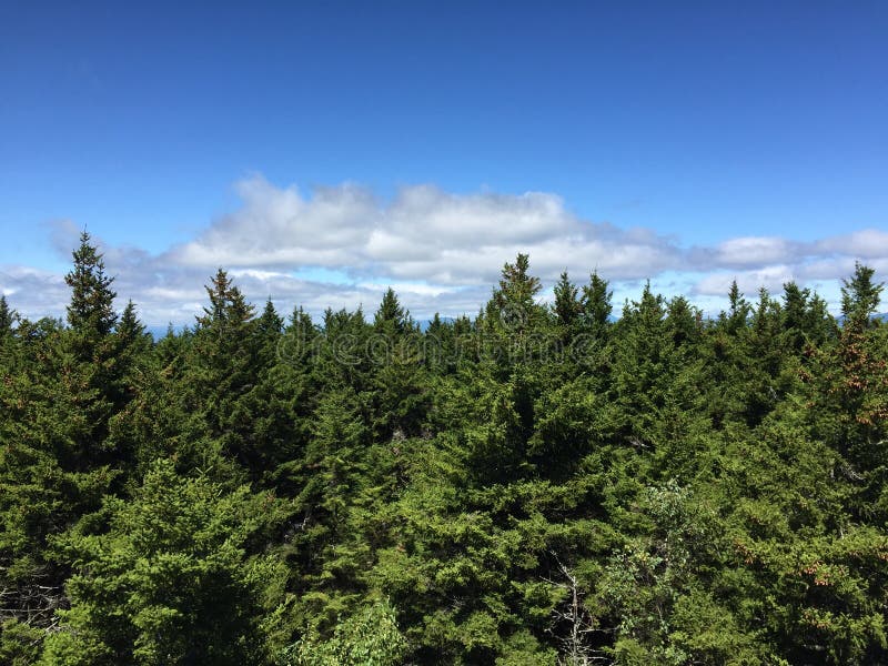 Vue de forêt de ligne d'arbre ci-dessus avec le ciel bleu photographie stock libre de droits Vue de forêt de ligne d'arbre ci-dessus avec le ciel bleu photographie stock libre de droits