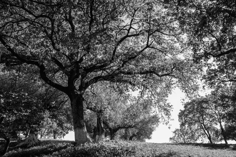 Vue de l'arrière-plan de l'arbre de chêne en automne. Vue du fond d'un grand arbre avec des feuilles dans un jardin photographie stock