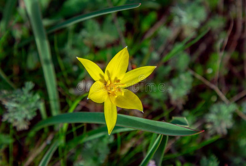 Vue de la belle tulipe sauvage jaune qui poussent sur le pré image libre de droits