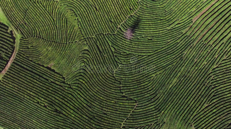 Vue de la terre de soulagement, du vert barrés dans les domaines pendant l'automne ou de ressort clips vidéos