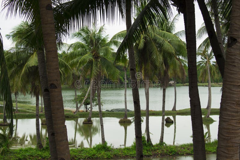Vue de palette de riz par les palmiers verts Paysage tropical avec de l'eau l'eau douce photographie stock libre de droits Vue de palette de riz par les palmiers verts Paysage tropical avec de l'eau l'eau douce photographie stock libre de droits