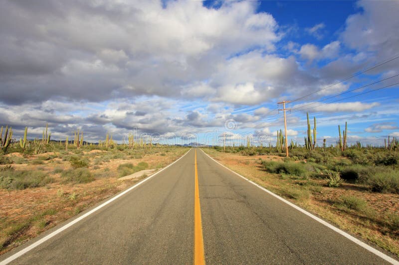 Vue de panorama d'une route droite sans fin allant par un grand paysage de cactus de Cardon d'éléphant dans Basse-Californie