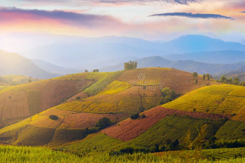 Vue de paysage de gisement de riz non-décortiqué dans la PA Bong Piang de Baan dans Chiangmai photographie stock libre de droits Vue de paysage de gisement de riz non-décortiqué dans la PA Bong Piang de Baan dans Chiangmai photographie stock libre de droits