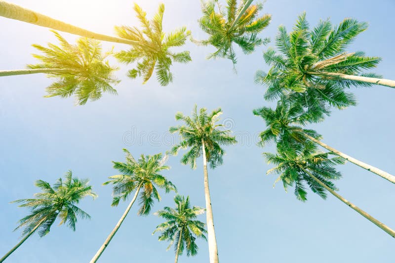 Vue de perspective des palmiers et du ciel de noix de coco de la plage images stock Vue de perspective des palmiers et du ciel de noix de coco de la plage images stock