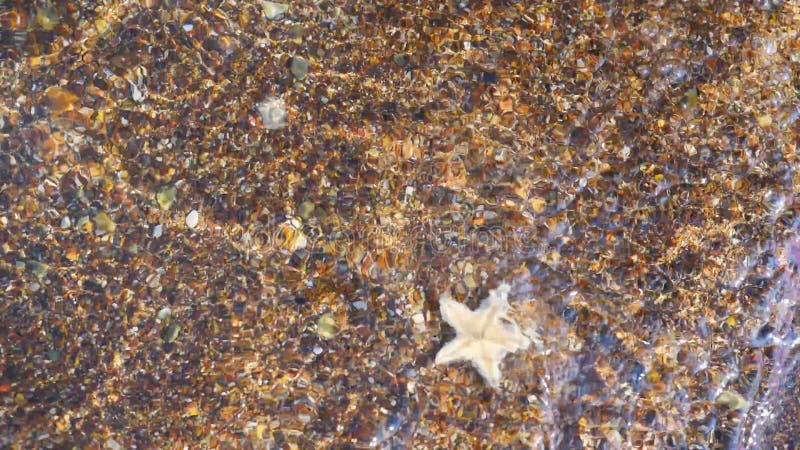 Vue de plan rapproché d'étoiles de mer banque de vidéos