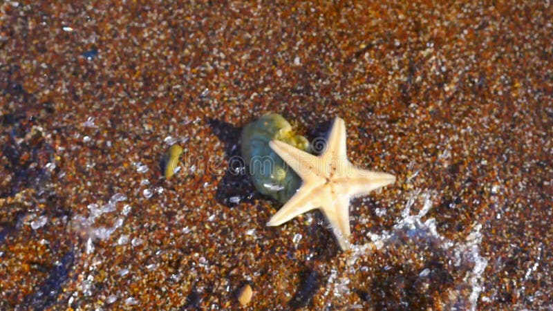 Vue de plan rapproché d'étoiles de mer banque de vidéos