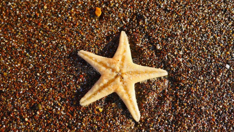 Vue de plan rapproché d'étoiles de mer banque de vidéos