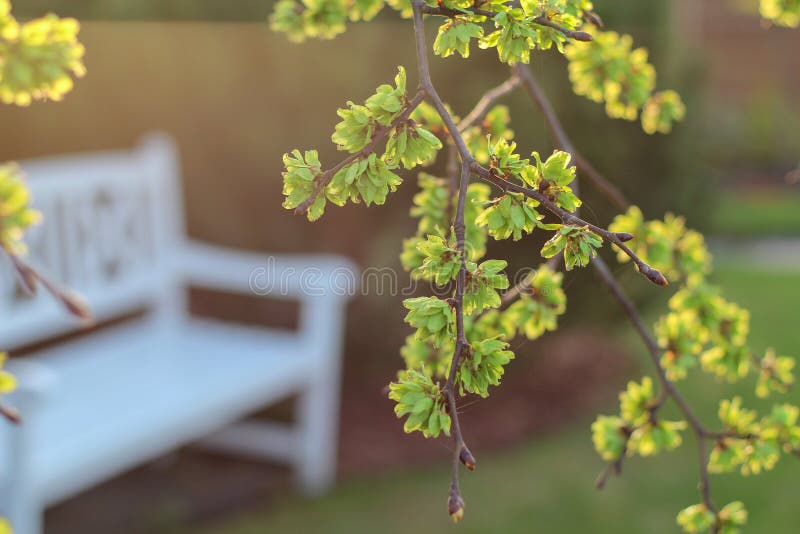 Vue de ressort dans un jardin avec un banc blanc sous un arbre d'orme de floraison photos stock Vue de ressort dans un jardin avec un banc blanc sous un arbre d'orme de floraison photos stock