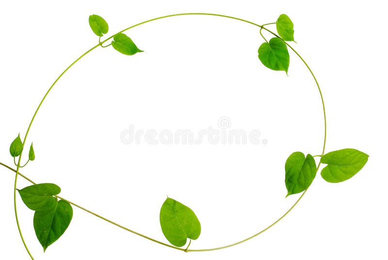 Vue de vigne verte en forme de coeur de feuille sur le fond blanc photographie stock libre de droits Vue de vigne verte en forme de coeur de feuille sur le fond blanc photographie stock libre de droits
