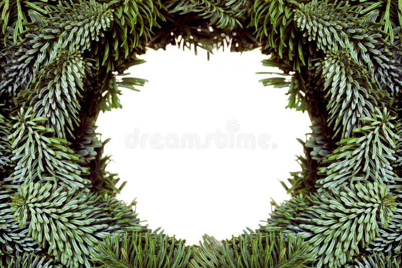 Vue des branches d'arbre de Noël image stock Vue des branches d'arbre de Noël image stock
