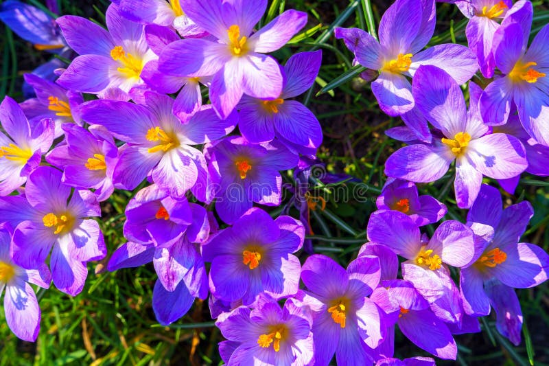 Vue des crocus en fleurs dans une clairière à la lumière du matin. closeup de beaux crocus en fleurs au printemps