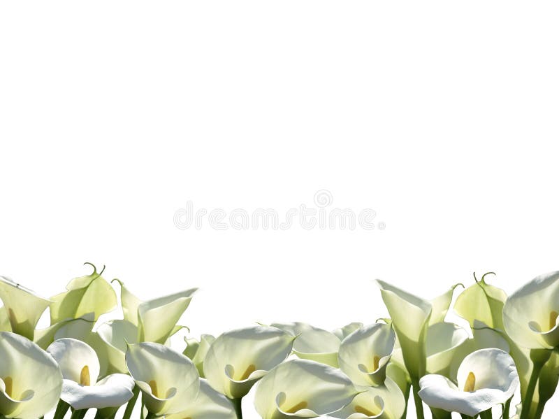 Vue Des Fleurs Blanches Png Image stock - Illustration du flore, calla:  131366093