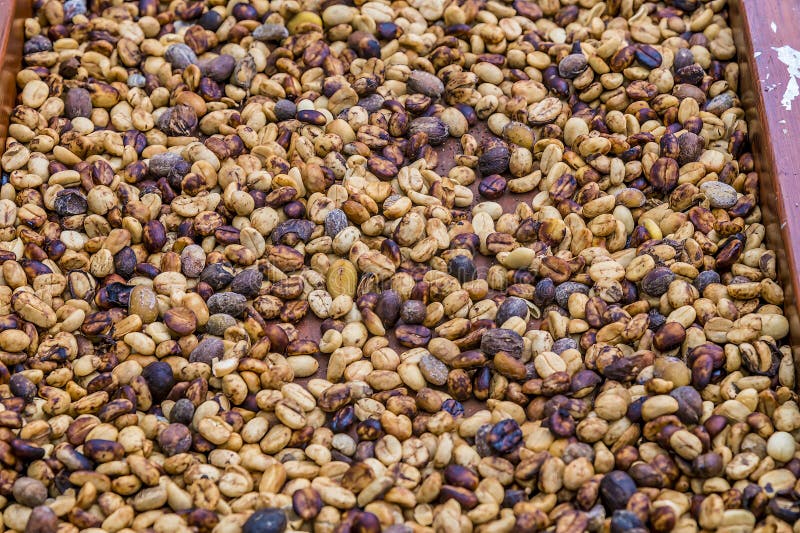 Vue des grains de café séchés dans un champ près de la fortuna costa rica. Vue sur les grains de café séchés dans un champ proche de la fortuna costa rica pendant la saison sèche