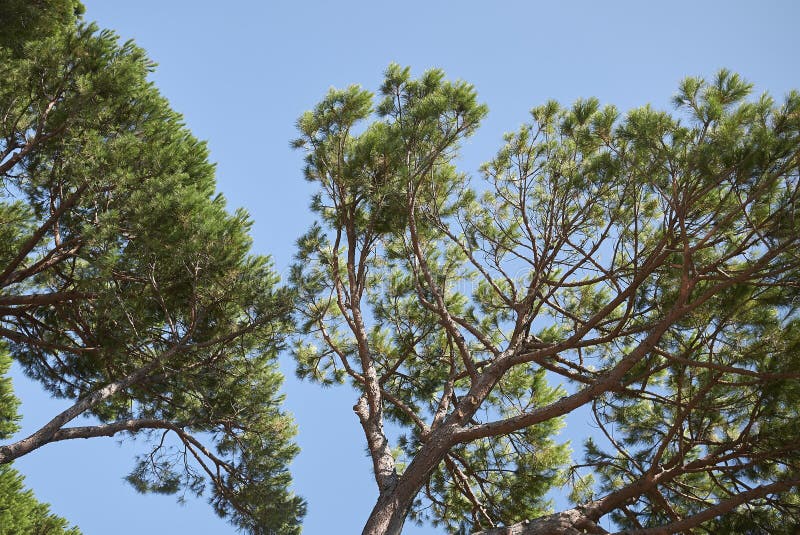 Pins Maritimes Dans DES Les Landes De Foret De La Image stock Image