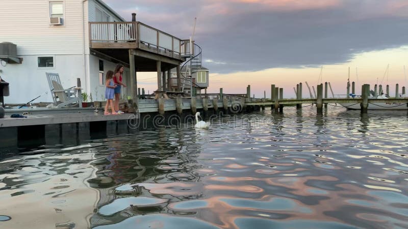 Vue du bateau de deux jeunes filles interagissant avec un cygne blanc adulte sur une maison au bord de l'eau banque de vidéos