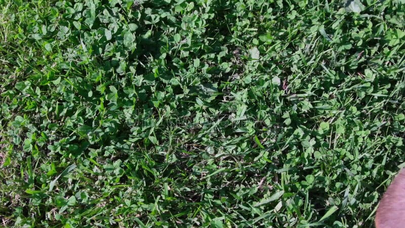 Vue du dessus d'une pelouse verte la caméra se déplace sur le côté et un lapin décoratif entre dans le cadre
