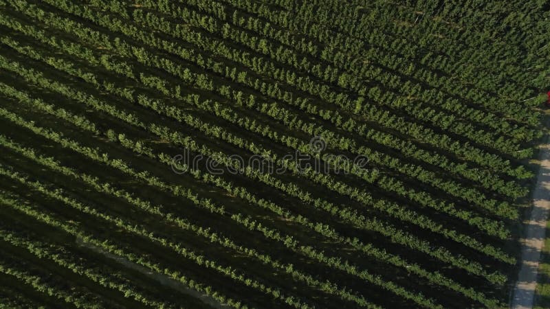 Vue du drone de verger de pommiers et d'agriculteurs qui travaillent clips vidéos