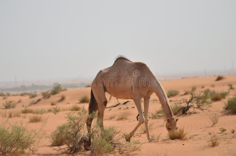 Vue du désert de dubai chameau manger photographie stock