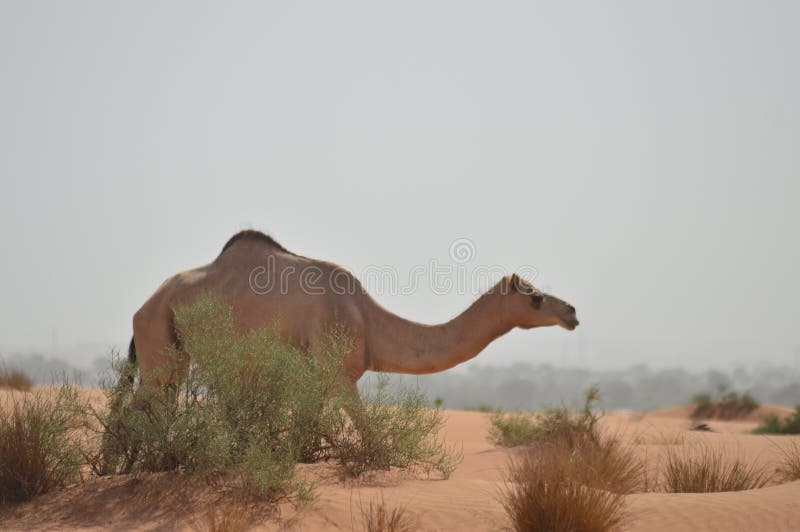 Vue du désert de dubai chameau manger image stock