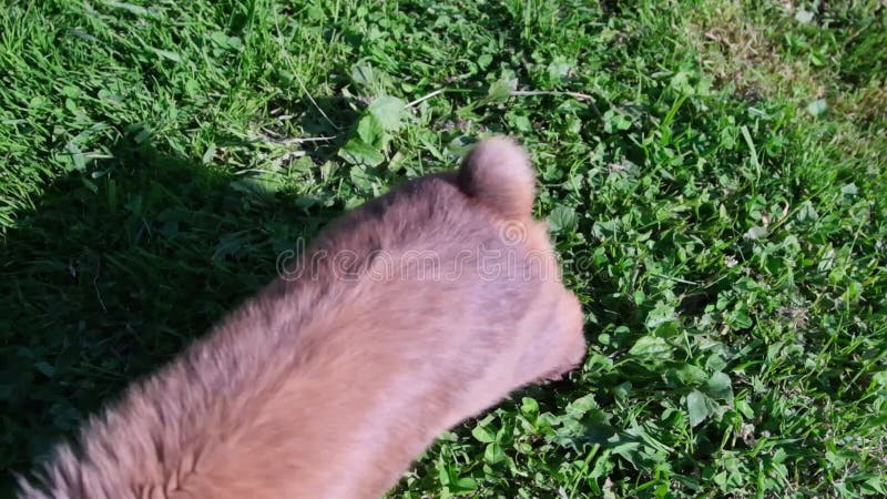 Vue du haut d'une pelouse verte dans le cadre d'un lapin décoratif