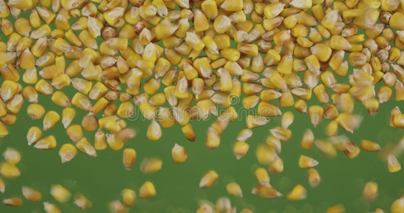 Vue du haut de la chute des grains de maïs. les graines tombent et remplissent l'écran vert. fond du grain. banque de vidéos