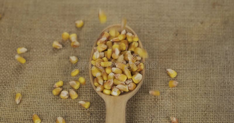 Vue du haut des grains de maïs tombants dans une cuillère en bois. le grain remplit la cuillère et tombe sur le burlap. abondance clips vidéos