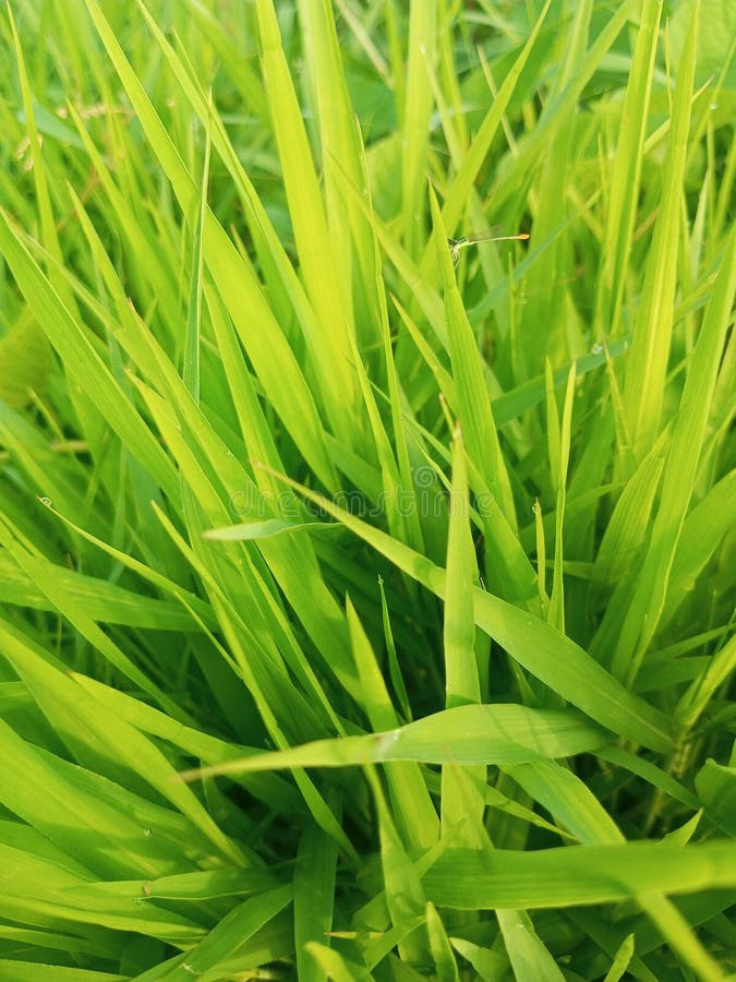 Vue du matin avec herbe fraîche