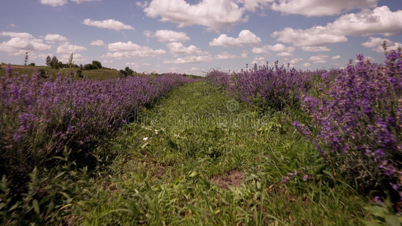 Vue du sol des buissons de lavande pourpre fleuris clips vidéos