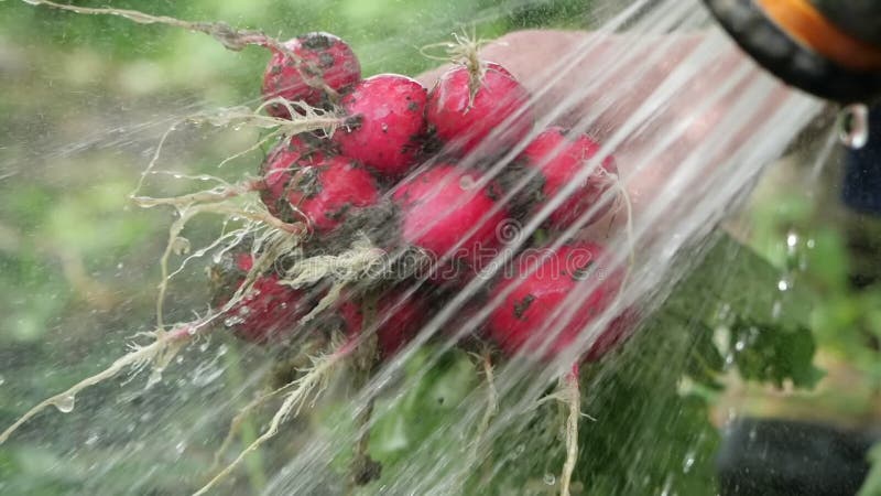 Vue en gros plan d'un radis frais dans la main d'un homme, qui est arrosée avec un courant d'eau d'un robinet de douche dans lent banque de vidéos