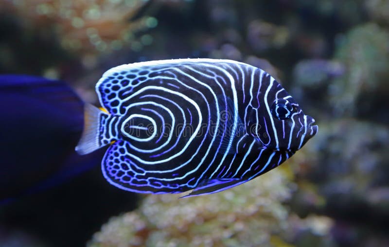 Close-up view of a Juvenile Emperor angelfish - Pomacanthus imperator. Close-up view of a Juvenile Emperor angelfish - Pomacanthus imperator