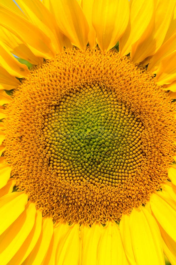 Vue en gros plan de floraison de tournesol, fond de helianthus photo libre de droits Vue en gros plan de floraison de tournesol, fond de helianthus photo libre de droits
