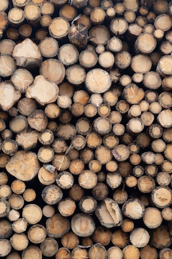 Vue frontale de la grande pile des troncs d'arbre impeccables image libre de droits Vue frontale de la grande pile des troncs d'arbre impeccables image libre de droits