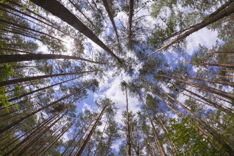 Vue grande-angulaire de forêt de pin